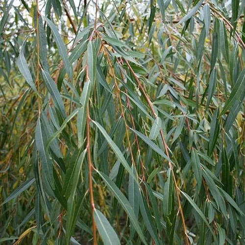 Salix chrysocoma golden - chrysocoma,