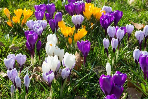 Large crocus mixed - crocus, bulbs
