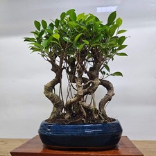 Ficus Microcarpa (Banyan Fig) Indoor Bonsai Tree Forest | Shaped Group | In 26cm