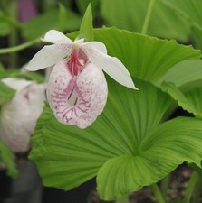 SALE Cypripedium formosanum