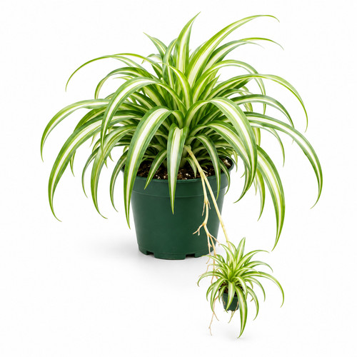 Live variegated spider plant - variegated,