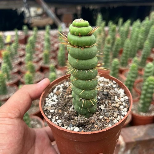 10cm succulent cactus plant - cactus,