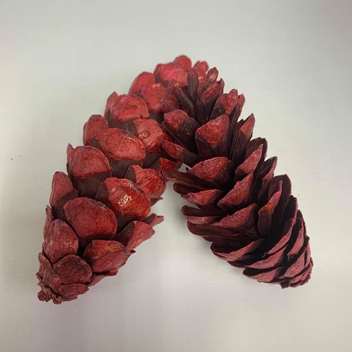 Large red pine cones 15 - 15, cm