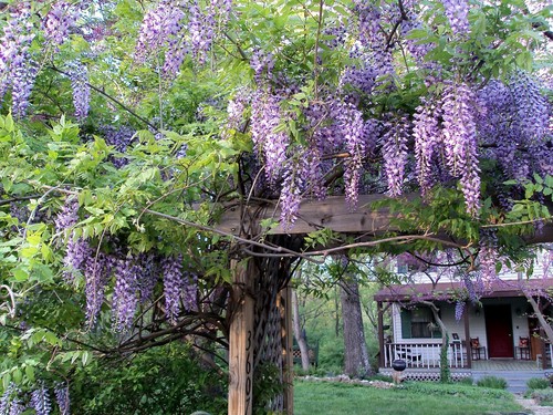 Wisteria sinensis seeds - wisteria,