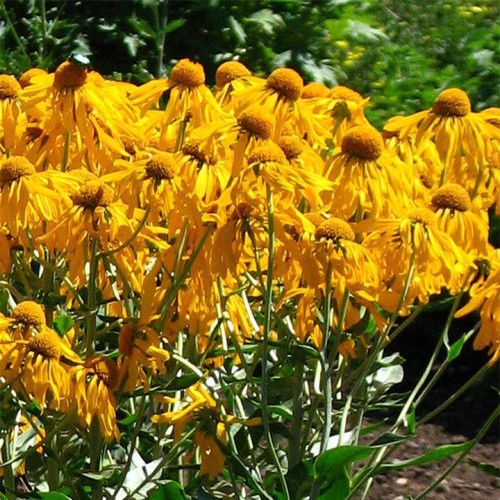 Helenium hoopesii perennial - hoopesii,,