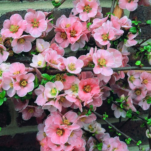 Chaenomeles madame - x, 'madame
