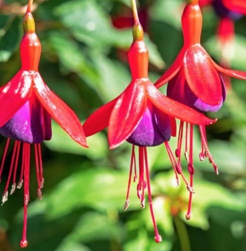Fuchsia hardy bush - 2,