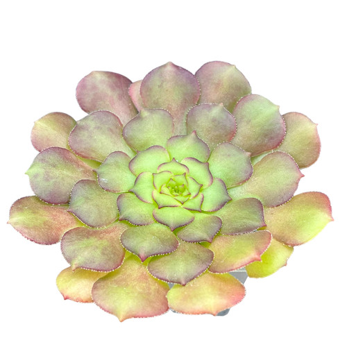 Aeonium glandulosum uk grown - glandulosum,