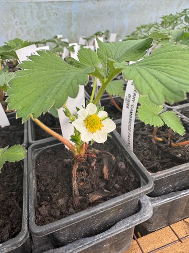 Strawberry cambridge - strawberry, 'cambridge