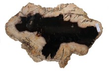 Fossil Wood, Petrified Wood