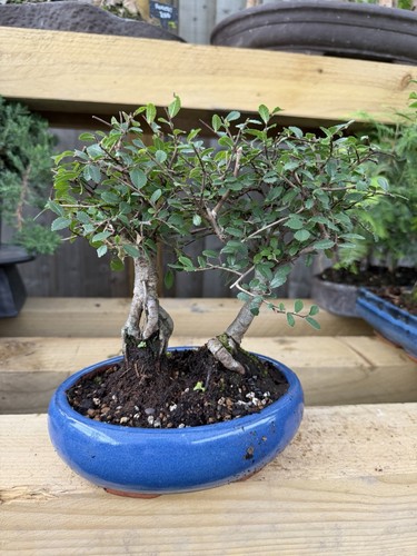 Finished bonsai tree - tree, broadleaf