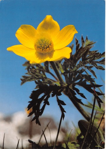 Flowers the world sulphur - the,