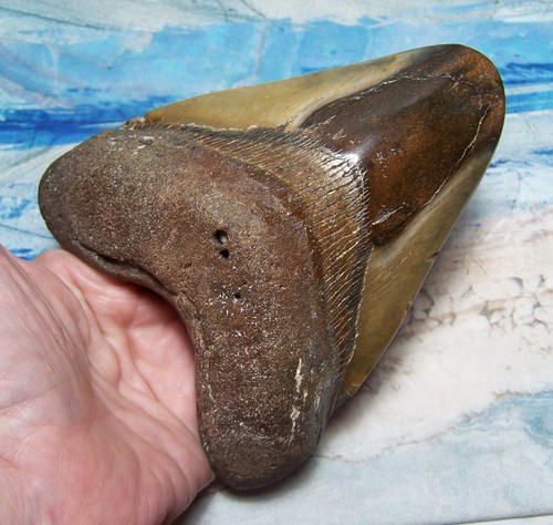 Megalodon shark tooth - shark, 1/8"