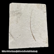 Fossil Syngnathus Pipe Fish