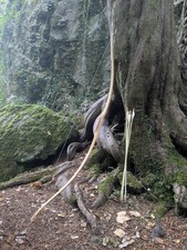 Goblin - 64" Yew Horse Bow