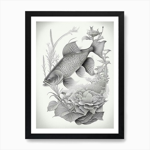 Tancho koi fish - koi, 1,