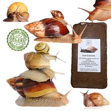 Giant African Land Snail Soil