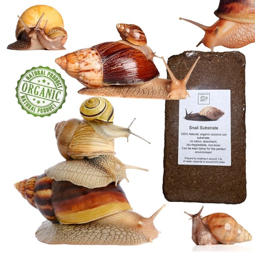 Giant african land - snail, soil