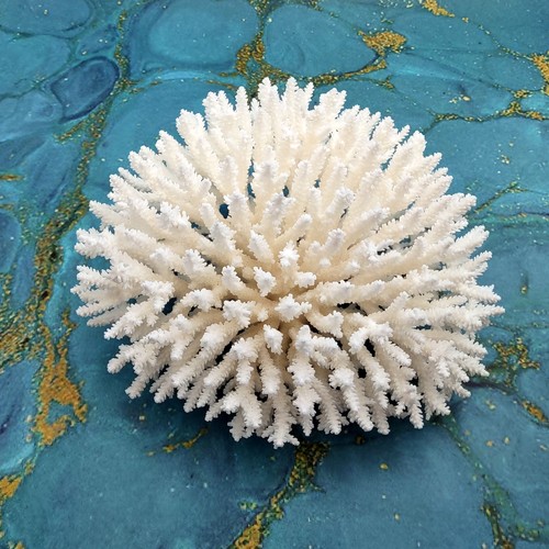White table coral large - white,