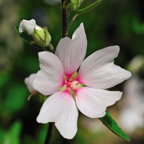 Lavatera barnsley baby - lavatera,