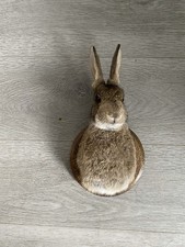 Taxidermy Rabbit Head