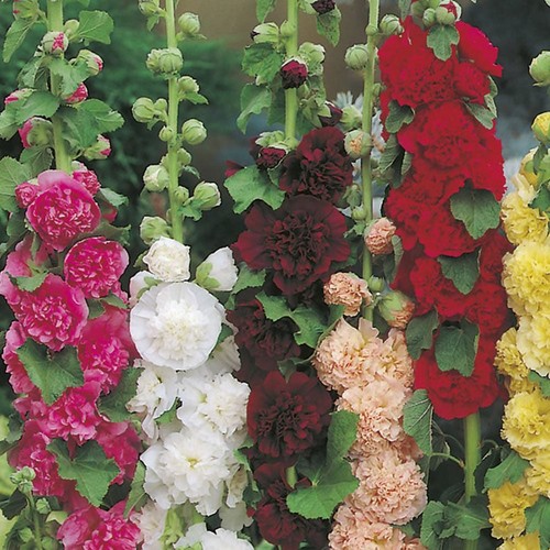 Hollyhock double perennial - hollyhock, 6