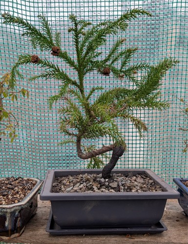 Japanese cedar bonsai - japanese,