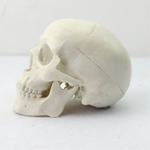 Life size human anatomical - 1:1,