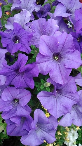 Trailing petunia surfinia - petunia,
