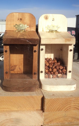 Squirrel feeding box - feeding,