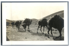 Near East, Camel Caravan