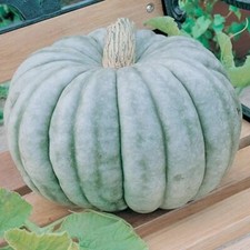 Jarrahdale Pumpkin - UK Grown