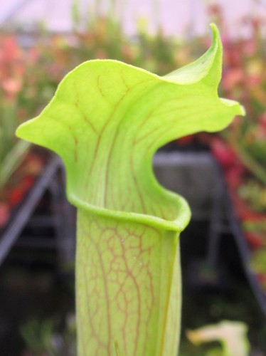 Sarracenia alata short - alata, “short