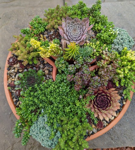 Hardy sedum rooted - hardy,