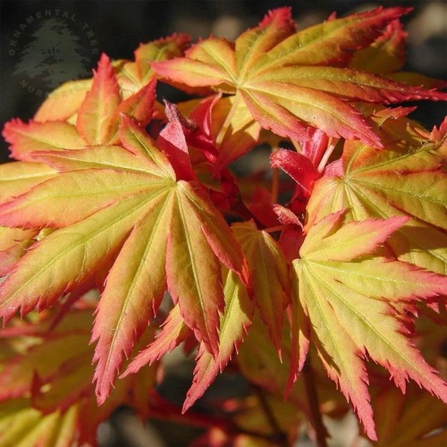 Acer palmatum orange - acer,