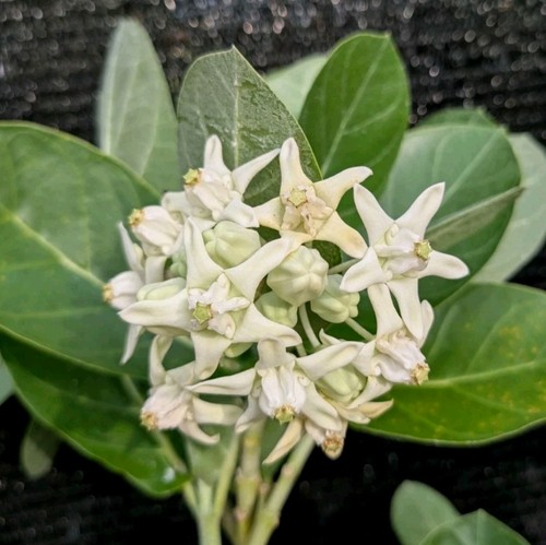 Giant milkweed cuttings white - cuttings,