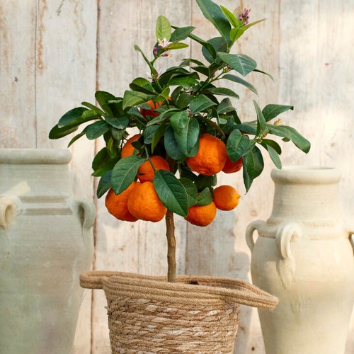 Citrus red lime - citrus,
