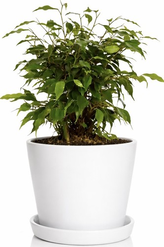 Ficus benjamina plant 12cm - 12cm, pot