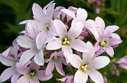 Campanula lactiflora loddon - lactiflora,