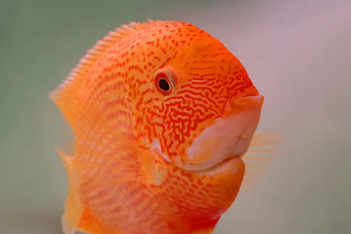 Red spot severum - spot,