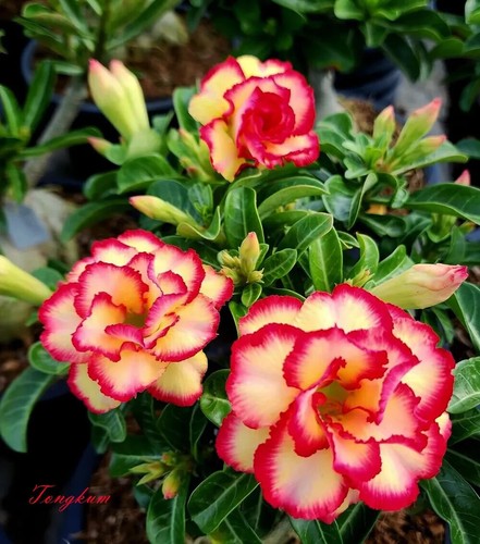 Tongkum desert rose adenium - rose,