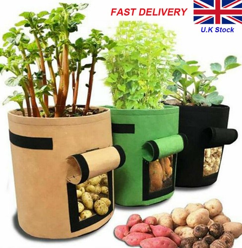 Plant growing bags potato - growing,
