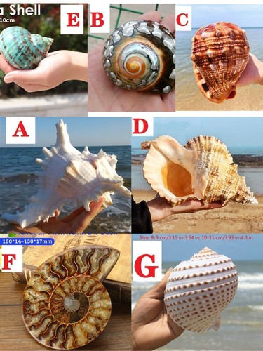 Natural conch shell aquarium - natural,
