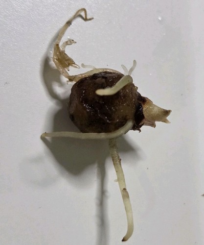 Alocasia balloon heart corm - alocasia,