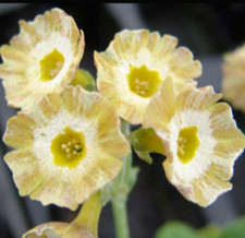 Primula auricula fabuloso - primula,