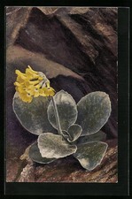 Artist Postcard Photochromy No. 1203: Primula Auricula 1920 