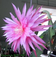 Epiphyllum Epicactus-Hybriden Pink Plumes- 18 cm  cutting