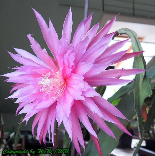 Epiphyllum epicactus hybriden - epiphyllum, epicactus-hybriden