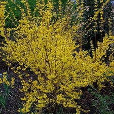Pack X3 Forsythia Spectablis Perennial Garden Shrub XXL Supersize Plug Plants