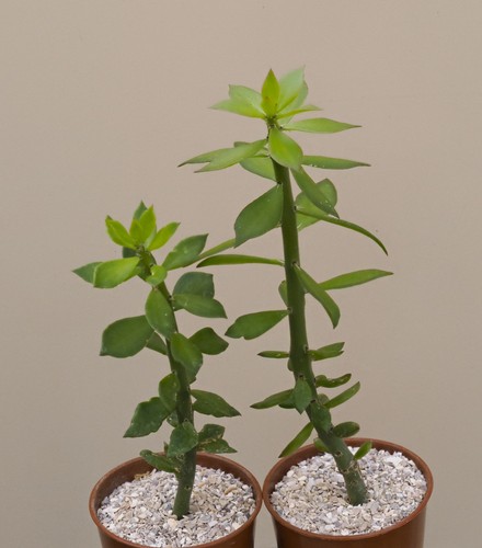 Plants pereskiopsis - 2,